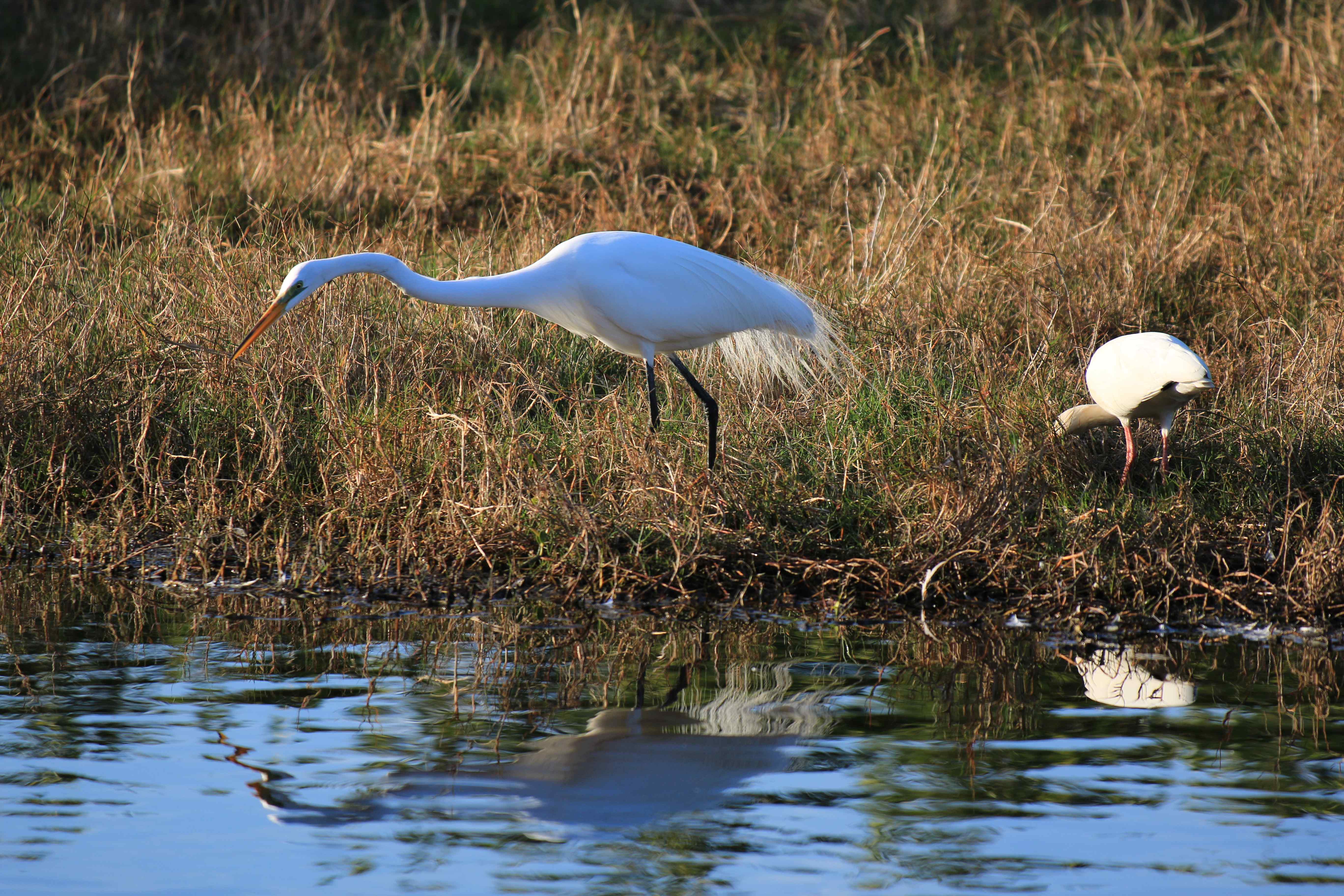 Big White Heron Hunting